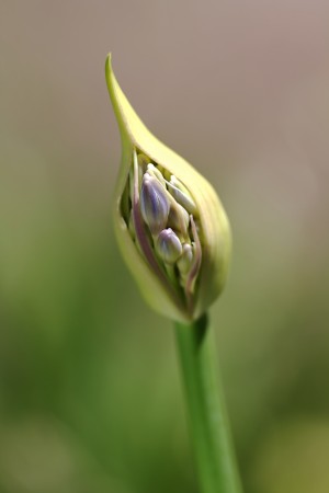 Agapanthus Standing Tall